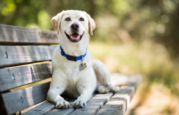 dog sitting on bench